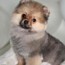 어서오시개 이미지