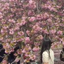경주 불국사 겹벚꽃 실시간 개화 상황 (25.04.23) , 유어라운드 재방문 후기