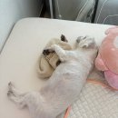 오늘도멍냥 이미지