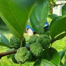 자연과 건강(산야초 이야기) 이미지