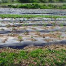 편안농장 이미지