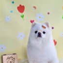 몽몽바블펫# 이미지