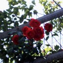 여주-0728 | 저는 우산을 자주 두고 다녀요