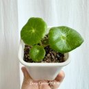 동글댕글 이미지