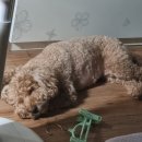 Puppy's hair(퍼피스헤어) | 안양 반려견 미용실 퍼피스헤어