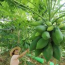 경향농장 이미지