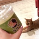 말랑캣 | 동성로 깔끔해서 이용하기 좋았던 고양이카페 말랑캣 후기.