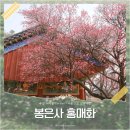 봉은사 선불당 | 서울 홍매화 명소 2026 봉은사 홍매화 개화시기 실시간 개화현황 영각 방문 후기