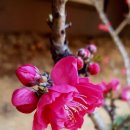 굳세어라금순아 이미지