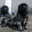 세계명견 감곡켄넬 이미지