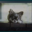 대관령어흘리관광지 이미지