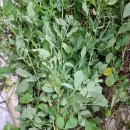 선학초등학교 이미지