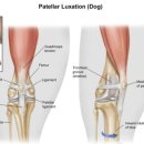 용인죽전 24시 스카이동물메디컬센터 이미지