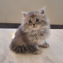 제이제이캣 이미지