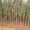 대성판매장 이미지