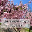 해당화 - 거제시 읍내로2길 6-1 | 부산근교 김해 서부해당화 꽃구경 솔직후기(26.4.8)