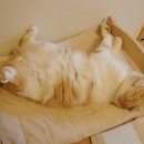 냥이와 양이 이미지