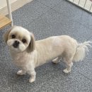 댕댕이발소 이미지