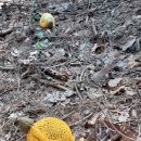 망태수퍼 이미지