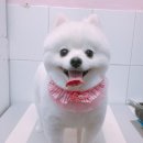 살롱드 꽃개 이미지