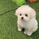 프랑소와펫 신세계대전점 이미지