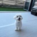 같이놀레오 이미지