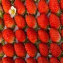 그린청과 이미지