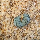 스테이너와 이미지