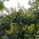 물향기수목원(24.6.29)_모감주나무,이탈리아목형,노루오줌,작살나무,왜개연,능소화,노각나무,등심붓꽃...