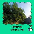 한국전력공사 광명지점 | 나무로 인한 민원 전지 작업