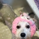 멍둥이 이미지