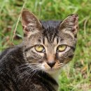 제일가축병원 이미지