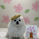 레츠개릿 네이버블로그