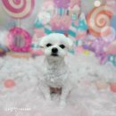 다정한 개아빠 이미지