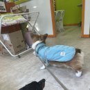 제니스동물병원 이미지