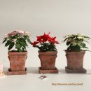 직장인 힐링 원예치료 | 🎄 직장인 스트레스 완화, 감성컬러 포인세티아로 힐링하는 크리스마스 원예체험