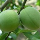 선비골농장 이미지