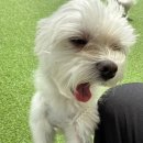 마마스미독펜트하우스 광주애견유치원&애견호텔 본점 이미지