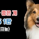 개좋은세상