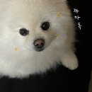 까까독(아산애견미용실아산애견호텔) | 아산 애견 미용｜까까독, 목욕&amp;위생미용 했어요 (가격, 시간)