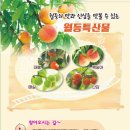 제17회 순천명품 월등 복숭아 체험행사 이미지