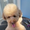 유폴 24시 애견셀프목욕 원주점 이미지