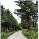 평창들꽃 이미지