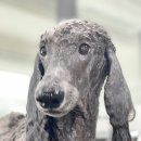 딱지애견샵 이미지