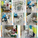 더 예쁘개 이미지