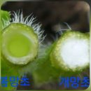 6-26년 한국식물생태보감 저자와함께하는식물산책- 창녕 우포늪 이미지