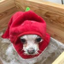 몽 그루밍 이미지