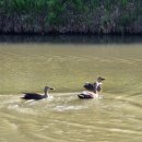 경안천 마평동 이미지