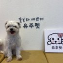 유주펫 이미지