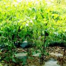 박첨지남원추어탕 이미지